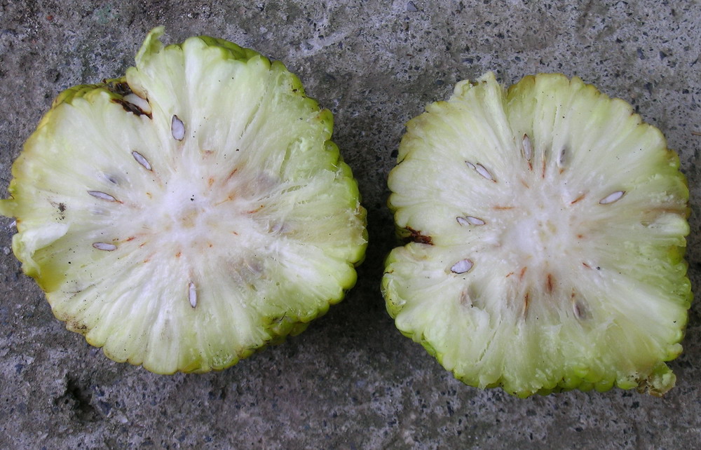 Maclura pomifera